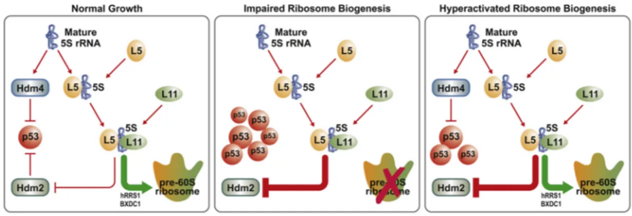 Figure 7. Model of p53 Regulation