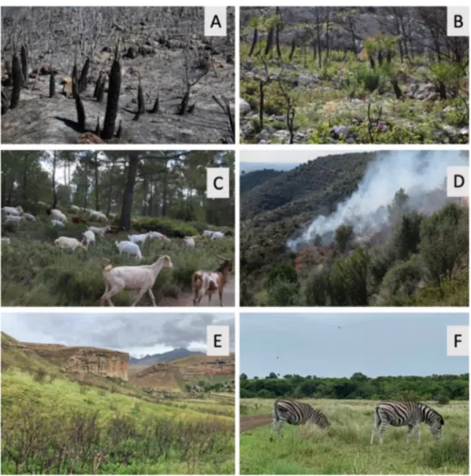 Figure 1. Fire and grazing shapes the landscape of the world. (A), Recently burnt (2 days)  Mediterranean macchia in Carcaixent (València province, Eastern Iberian Peninsula) June 2016