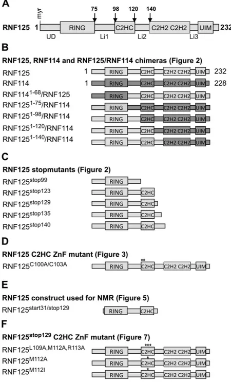 Figure 1.  RNF125, RNF114 and the mutants used in this study. (A) Schematic representation of the RNF125  domain organization