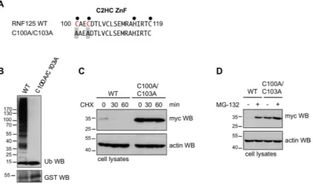 Figure 3.  Effects of C2HC ZnF Cys mutations on RNF125 activity. (A) Amino acid sequence of the C2HC  ZnF for RNF125 and the mutant RNF125 C100A/C103A 
