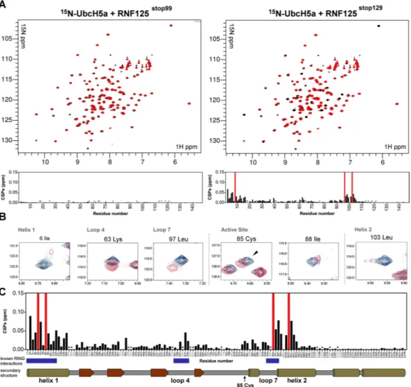 Figure 4.  CSPs in  15 N-UbcH5a caused by either RNF125 stop99  or RNF125 stop129 . (A) Overlay of  1 H- 15 N HSQC  spectra of 0.18 mM  15 N-UbcH5a before (black), and after (red) addition of 0.5 molar equivalents of RNF125 stop99 (left) or RNF125 stop129 