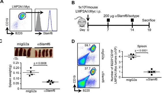 Figure  2:  Anti-Slamf6  reduces  tumor  burden  in  LMP2A/λMyc  bearing  Rag1 −/−  mice