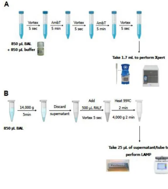 Figure 1. Sample preparation workflow for Xpert Carba-R (Figure 1A) and  Eazyplex® SuperBug CRE 189 