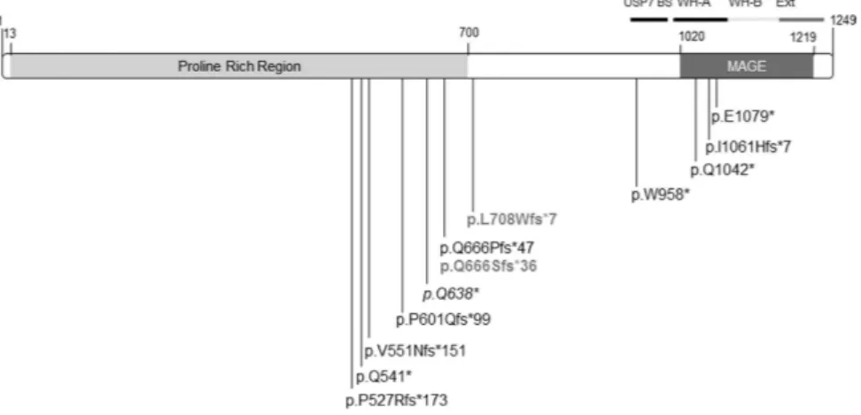 Figure 2.  Graphical representation of all the MAGEL2 pathological mutations reported so far 6–9 