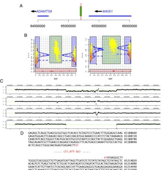 Figure 1 ADAMTS9-MAGI1 deletion characterisation. (A) Map of chromosome 3p14.1 region showing ADAMTS9 and MAGI1 genes (blue