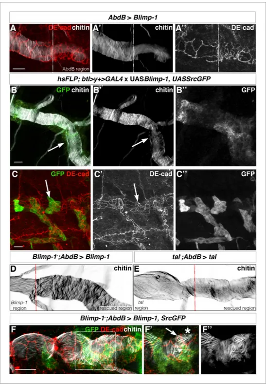 Figure 8. The orientation of taenidial folds is not regulated autonomously. (A) AbdBGAL4-driven UASBlimp-1 expression in a stage 17 wild-type embryo that is stained with fluostain to label taenidial folds (A, A’) and DE-cad to label adherens junctions (A, 