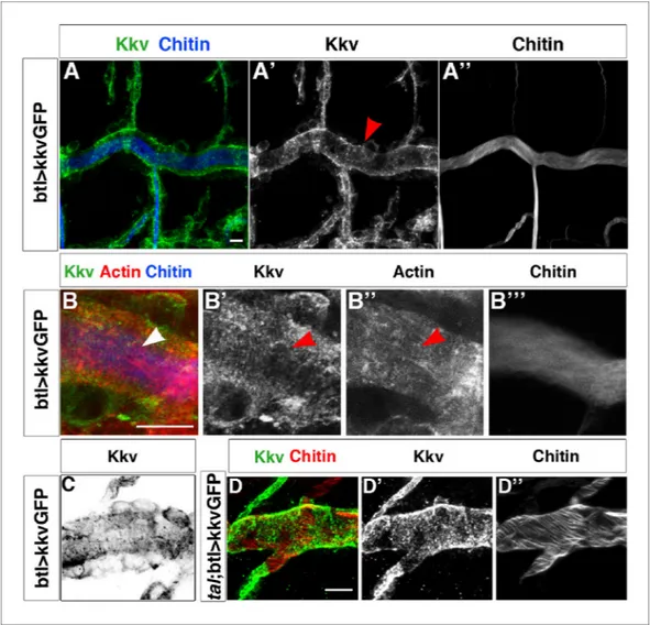 Figure supplement 1. Kkv co-localises with F-actin and chitin rings at embryonic and larval stages
