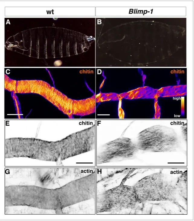 Figure 4. Taenidial folds, F-actin bundles, and chitin levels in Blimp-1 mutant embryos