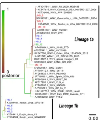 Fig. 2 Phylogenetic analysis of identi ﬁed West Nile virus sequences from humans, pooled mosquitoes and birds in the Monastir governorate, Sahel region, Tunisia