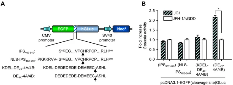 Figure 1. Schematic of dual-function reporter vectors used in the HCV NS3/4A protease activity assay