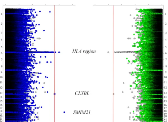Figure 6 Twin Manhattan plot showing the results of the combined analysis of the three European cohorts (left, dark blue), the Swedish cohort (right, green) and the meta-analysis of all the available cohorts (both sides, grey).