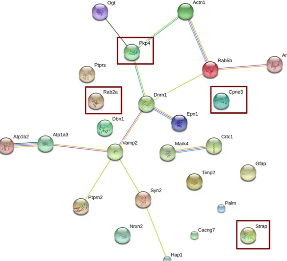 Fig 4. Network analysis using STRING. The list of differentially expressed genes in neocortex after RSV diet was subjected to Network analysis using the STRING software as described in Methods