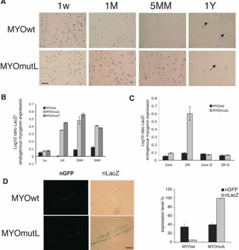 Figure 1. MyogHCE mediates myogenin RNA levels during postnatal muscle maturation. (A) ␤-gal-stained leg  mus-cle of transgenic mice carrying reporter driven by wild-type myogenin  pro-moter (MYOwt) or mutant at myogHCE (MYOmutL)