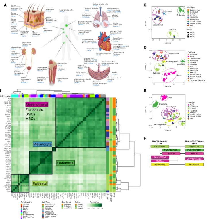 Figure 1. Basic transcriptional programs of human primary cells. (A) Overview of primary cells analyzed in this study and the body location they are ex- ex-tracted from