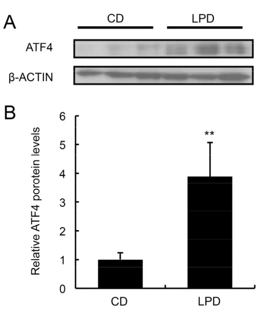 Figure 2. A LPD increases ATF4 protein levels in liver. ATF4 protein levels were determined by Western 