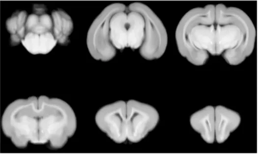 Figure 5. Representative slices of the average template. doi:10.1371/journal.pone.0067418.g005