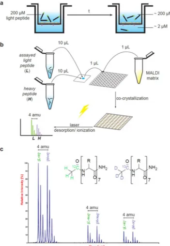 Figure 2.  Scheme of the transport quantification method by MALDI-TOF MS. The in vitro BBB cell-based 