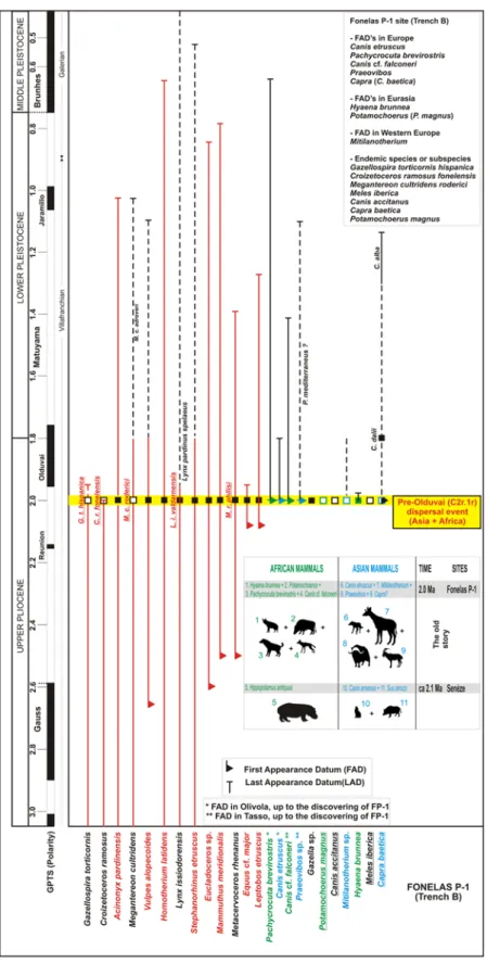 Figure 6. Biostratigraphic summary of the assemblage of large mammals in FP-1 (the position of FP-1, Trench B, is the result of the magnetostratigraphic investigation presented here)