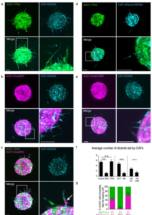 Figure 8. The E-cadherin/N-cadherin junction enables collective cancer cell invasion in 3D