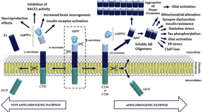 Fig. 1. Schematic representation of the APP’s protein processing in the cytoplasmic membrane