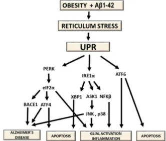 Fig. 3. Chain of events relating obesity alterations, the accumulation of A β1–42 and the stress on the reticulum