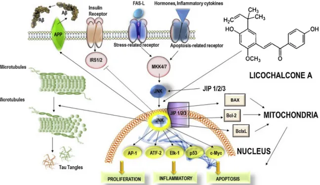 Fig. 4. Graphical representation of some of the mechanisms described. JNKs are mediators of proliferative, in ﬂammatory and apoptotic mechanisms