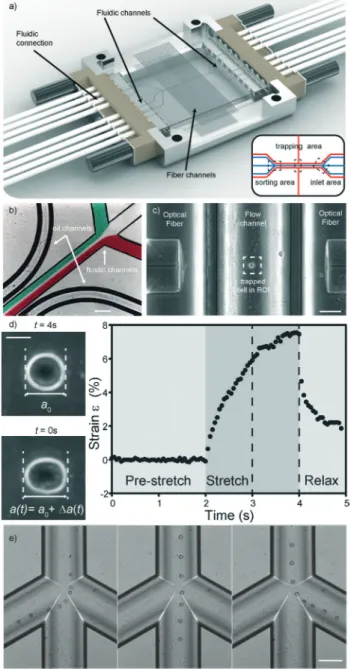 Fig. 2 Details of the microfluidic glass chip. (a) The optical stretcher microfluidic chip