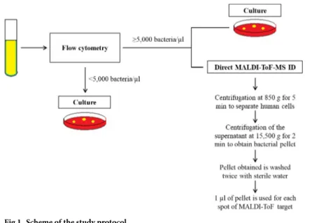 Fig 1. Scheme of the study protocol.