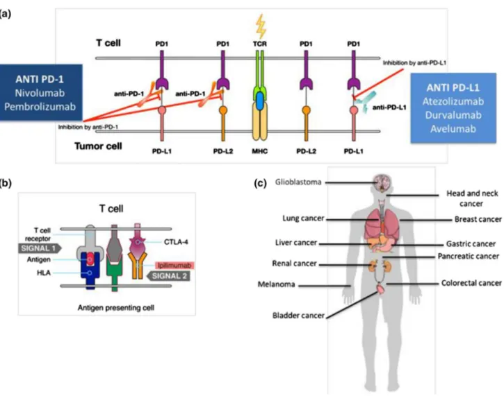 Fig. 1    Mechanism of action of immunotherapy and main general  indications.  a The T lymphocyte recognizes the antigen presented  by the major histocompatibility complex (MHC) of the tumor cell