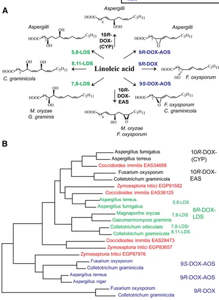 Fig. 1.  Overview of oxylipins formed by DOX-CYP  and related enzymes and their sequence similarities