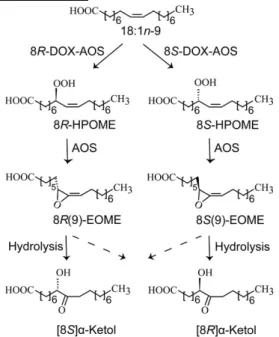 Fig. 8.  Overview of the sequential oxidation of oleic acid to 8-hy- 8-hy-droperoxyoctadecenoic acid (HPOME) and to allene oxides by 8R-  and 8S-DOX-AOS