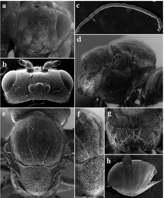 Figure 1. Diplolepis abei Pujade-Villar &amp; Wang ♀ sp. nov. a head in frontal view b genae in dorsal view  c antenna d mesosoma in lateral view e mesosoma in dorsal view f mesosoma in dorso-lateral view g  pro-podeum h metasoma in lateral view.