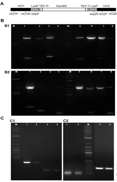 Fig. 2. PCR analyses of the yeast clones generated to confirm correct