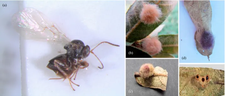 Fig. 7.  Striatoandricus cuixarti n. sp.: (a) body, (b–d) galls, (e) larval chambers.(a)