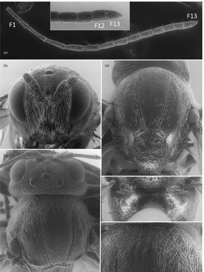 Fig. 8.  Striatiandricus sanchezi n. sp.: (a) antenna with detail of last flagellomeres, (b) head in frontal view, (c) head and mesosoma in dorsal view, (d)  mesosoma in dorsal view, arrow indicates median sulcus, (e) propodeum (f) detail of anterior part 