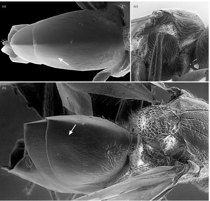 Fig. 9.  Striatiandricus sanchezi n. sp.: (a) metasoma in dorsal view, (b) distal part of mesosoma and metasoma in dorso-lateral view, (c) mesosoma  in lateral view