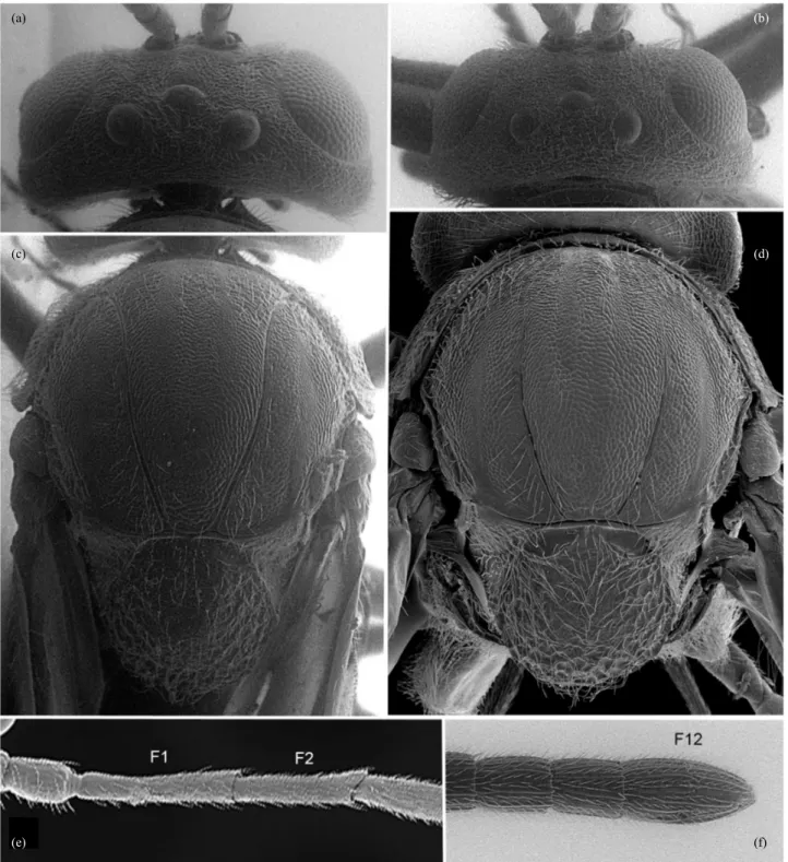 Fig. 3.  Head in dorsal view: (a) S. nievesaldreyi and (b) S. georgei. Mesosoma in dorsal view: (c) S