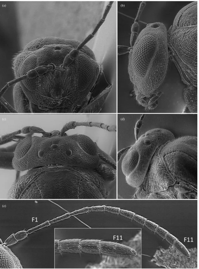 Fig. 4.  Striatoandricus cuixarti n. sp.: (a) head in frontal view, (b) head in lateral view, (c) head in frontal view, (d) head and mesosoma in dorso- dorso-lateral view, (e) antenna with details on last flagellomeres.