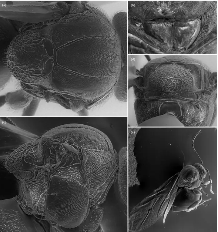 Fig. 5.  Striatoandricus cuixarti n. sp.: (a) mesosoma in dorsal view, (b) propleurae, (c) mesosoma in lateral view, (d) propodeum, (e) body.