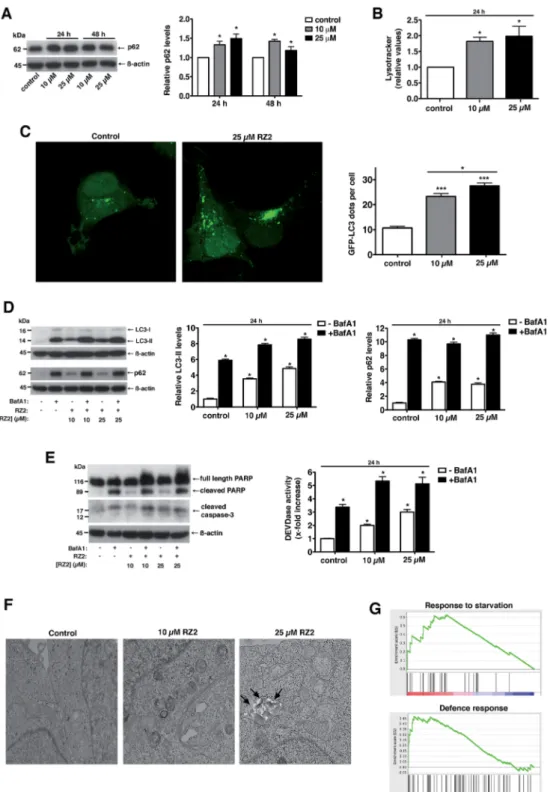 Fig. 7 RZ2 modulates autophagy in HeLa cells. (A, left panel) HeLa cells were treated with 10 mM and 25 mM RZ2 for 24 h and 48 h