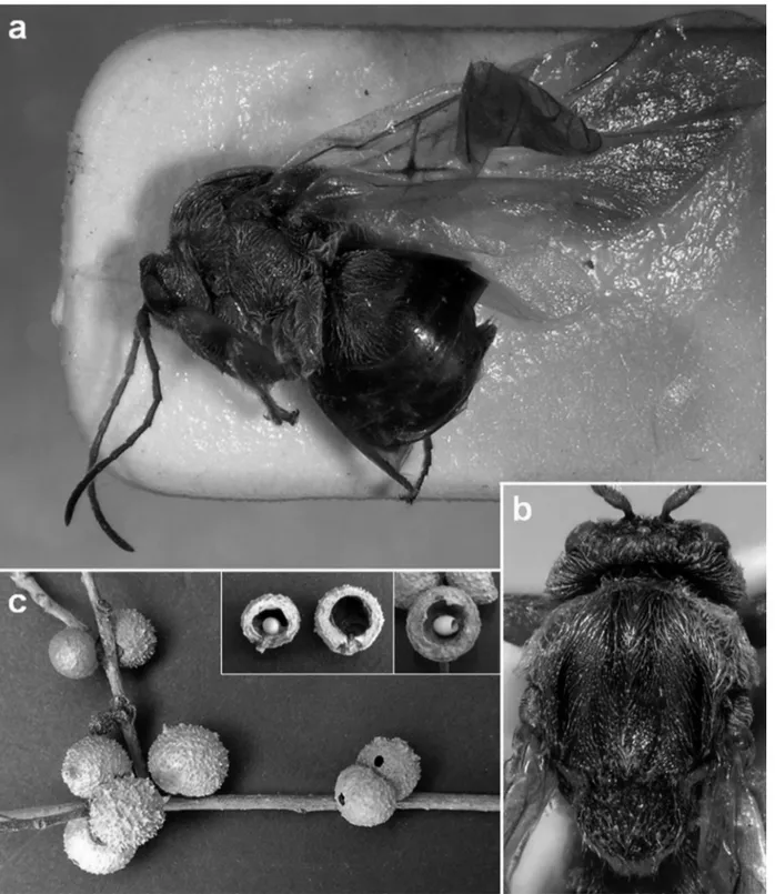 Figure 1. Disholcaspis crystalae n. sp.: a) habitus in dorsal view; b) head and thorax in dorsal view; c) gall.