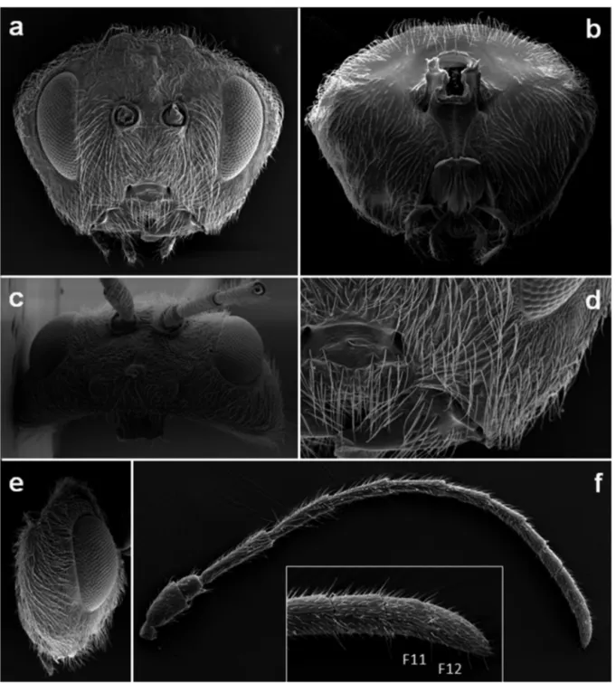 Figure 2. Disholcaspis crystalae n. sp.: a) head in front view; b) head in posterior view; c) head in dorsal view; d) detail of lower face; e) head in  lateral view; f) antenna with detail of flagellomeres 11 and 12.