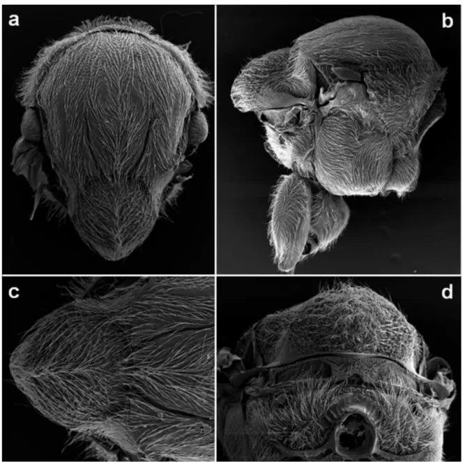 Figure 3. Disholcaspis crystalae n. sp.: a) mesosoma in dorsal view; b) mesosoma in lateral view; c) detail of anterior part; d) detail of posterior  part; e) mesosoma in posterior view.