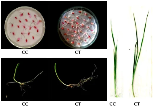 Table 1. The effects of thyme oil on seed germination and root and shoot dry weights and lengths of  wheat plants