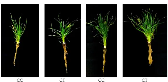 Figure 2. Shoot and root development in wheat plants under well-watered and water/nutrient stress  conditions at 25 dps, CC: Coated control; CT: Coated with thyme oil