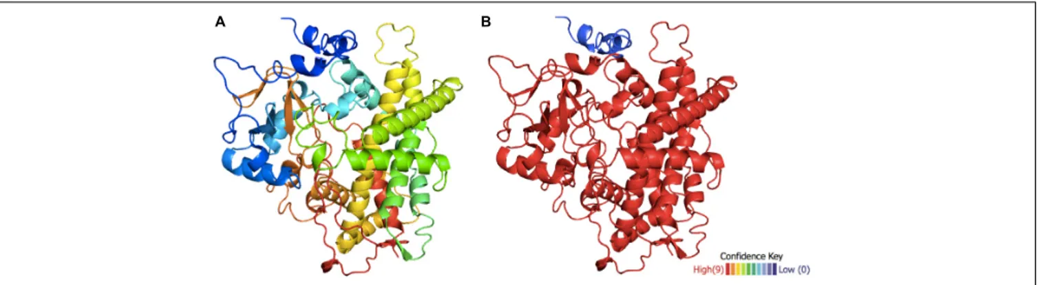 FIGURE 3 | Structural model of the putative hydroxylase TB506. (A) Predicted tertiary structure of TB506
