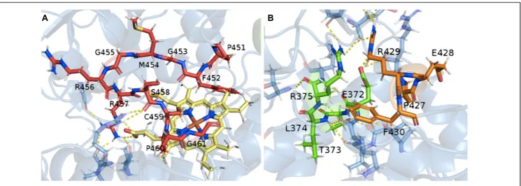 FIGURE 4 | Relationship between the conserved motifs in the putative hydroxylase TB506