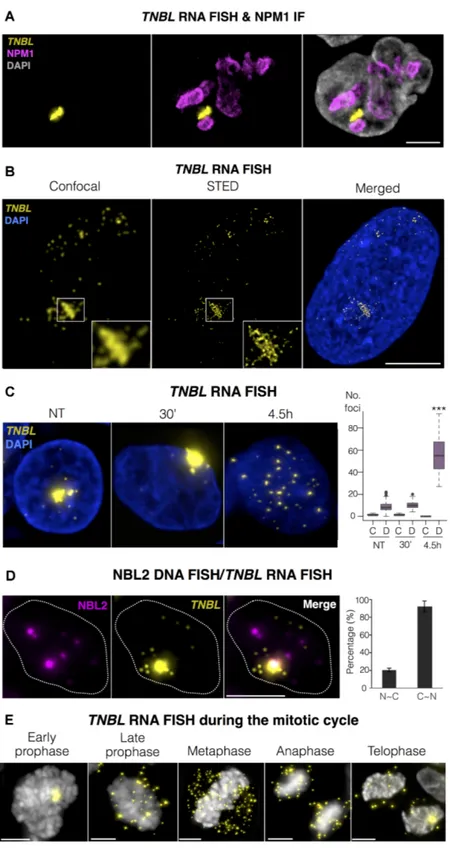 Figure 5. TNBL is a perinucleolar, stable RNA. (A) Maximum intensity projections of TNBL RNA FISH (yellow) and NPM1 immunofluorescence