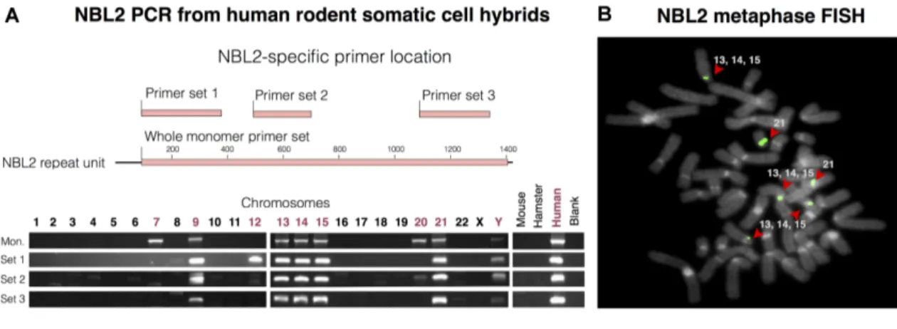 Figure 1. NBL2 distribution in the human genome. (A) NBL2 PCR analysis on DNA from human-rodent somatic cell hybrids containing a single human