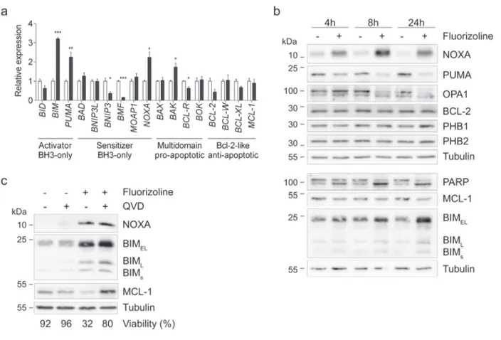 Figure 6: Fluorizoline changes mRNA and protein levels of various BCL-2 family members in HeLa cells